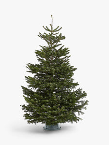 NORDMANN FIR (MOST POPULAR)